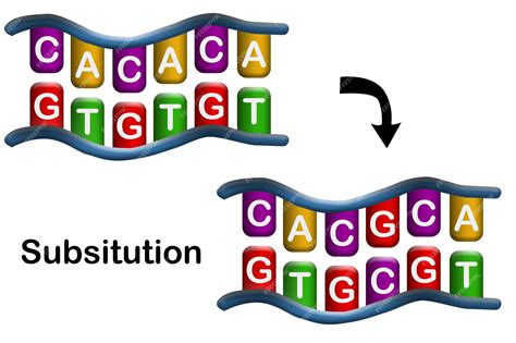 Premium Photo | Substitution mutation error during dna replication