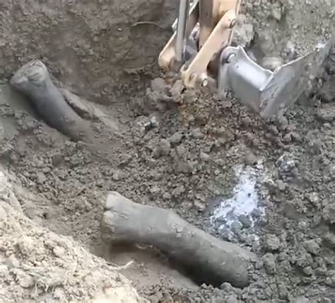 Wild Elephant Found Buried in Assam Oil Refinery Sparks Wildlife Crime ...