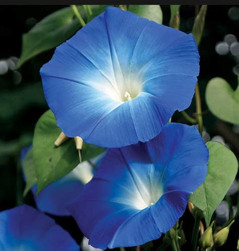 Vinca Art Heavenly Blue Morning Glory Ipomoea Seeds - Big Size Full Day ...