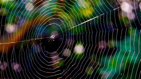 Download wallpaper 2560x1440 spider web, glare, network, braided ...