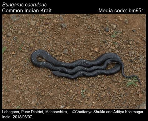 Bungarus caeruleus (Schneider, 1801) - Common Indian Krait | Reptiles
