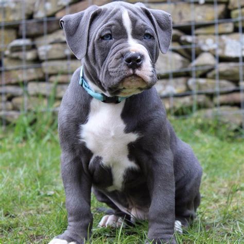 20 Best Pictures Xl Bully Puppies / American Bully Pitbull Puppies For ...