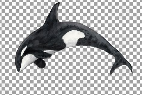 Orca family watercolor clip art pack, killer whales decor (217294 ...