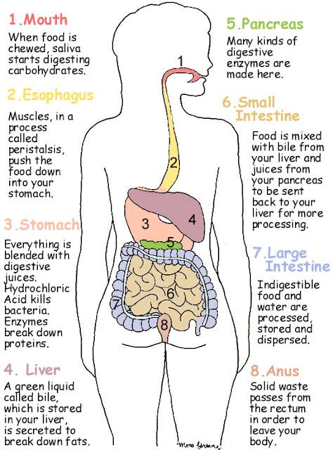 Human Digestive System Diagram And Food Digestion | Safe Health Tips