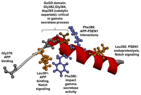 Genetics, Functions, and Clinical Impact of Presenilin-1 (PSEN1) Gene