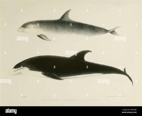 The zoology of the voyage of the H.M.S. Erebus & Terror v.1. London, E. W. Janson, 1844-1875 ...