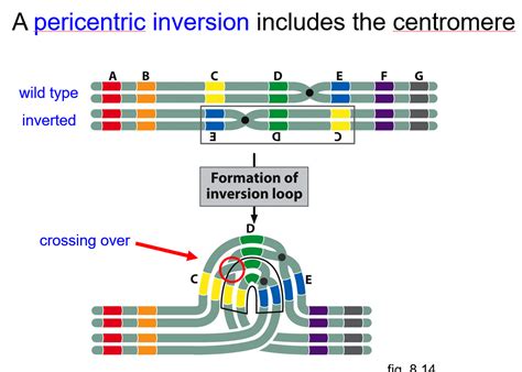 Image result for Inversion Loop Genetics
