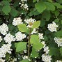 Image result for White Spring Flowers Perennial