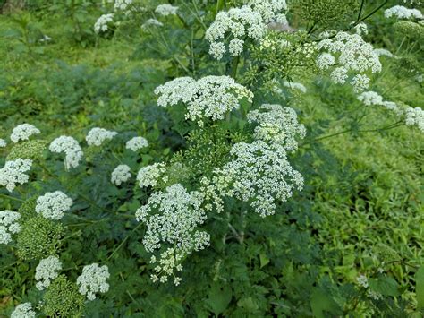 How Poisonous Is Queen Anne's Lace at Dennis Marquis blog