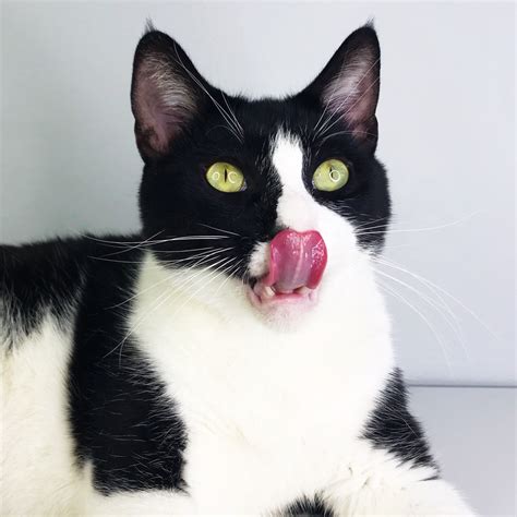Can Cats Eat Pork Rind? (Explained) | ThePetsTome