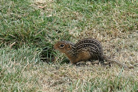 Overlooked Animals in Pennsylvania – Wildlife Leadership Academy