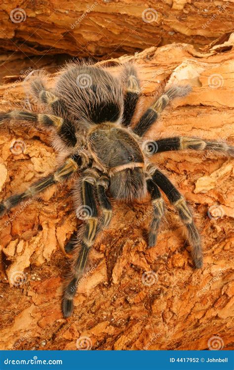 Chaco Golden Knee Tarantula Stock Photo - Image of strike ...