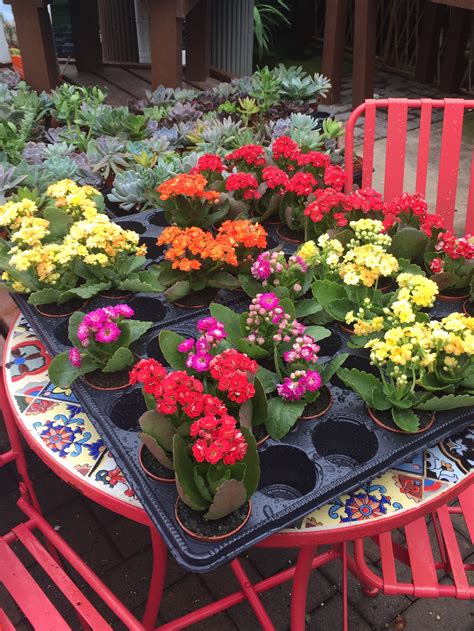 Photo Gallery: Delaware Garden Center - Oakland Nursery