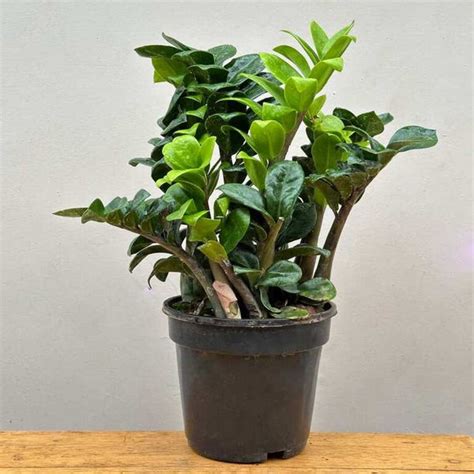 Buy Dwarf ZZ Zenzi Plant (Zamioculcas Zamiifolia) online India ...