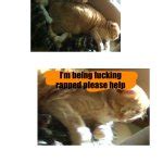 Image result for Help Xat Meme