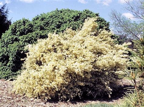 Cytisus 'Moonlight' - Moonlight broom | The Dawes Arboretum