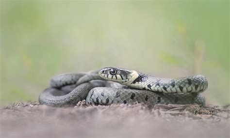 Natrix natrix II (Forum für Naturfotografen)