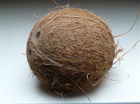 Coconut Hybridization Program 的图像结果