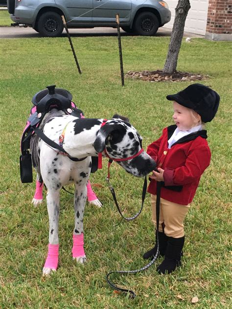 Costume class | Horse halloween costumes, Horse halloween ideas, Horses