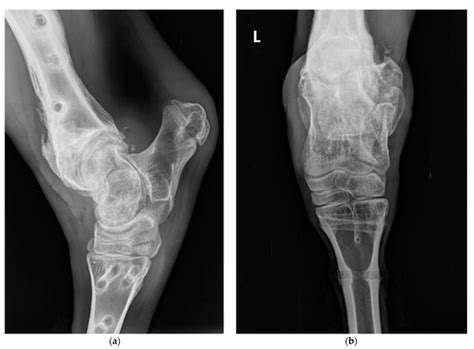 Veterinary Sciences | July 2023 - Browse Articles