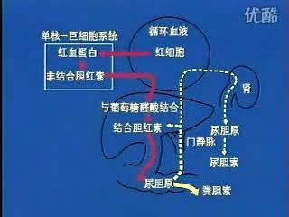 尿胆红素与尿胆原-健康视频-搜狐视频