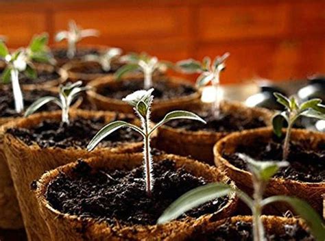 How to use Coir Pots for plants? – biobloomsshop