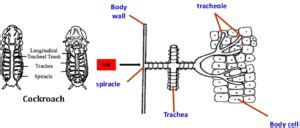Cockroach Respiratory System 的图像结果