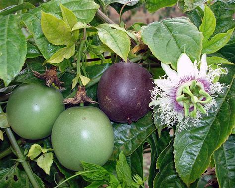 Passiflora Edulis – Possum Purple – Edible Purple Passion Fruit Plant ...