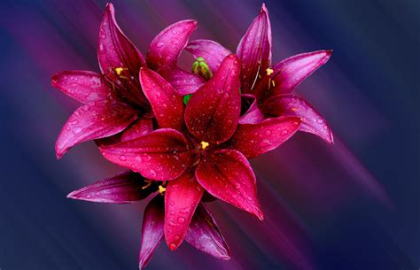 Lily Rose Pink Flower High Definition 4k Flower Wallpapers