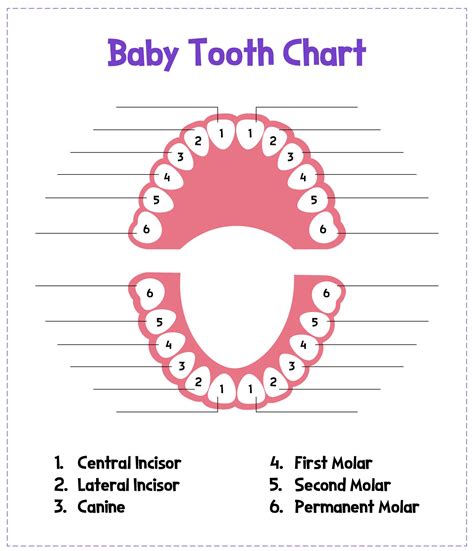 Dental Teeth Chart With Numbers at Georgia Lucas blog