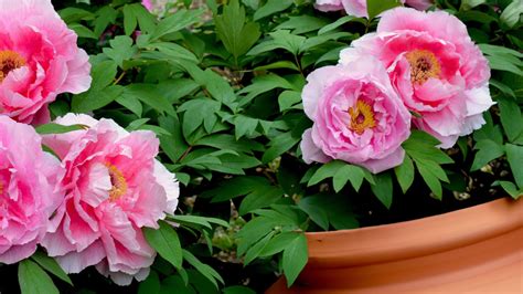 Growing Peonies In A Container For The Ultimate Blooms | Gardening Know How