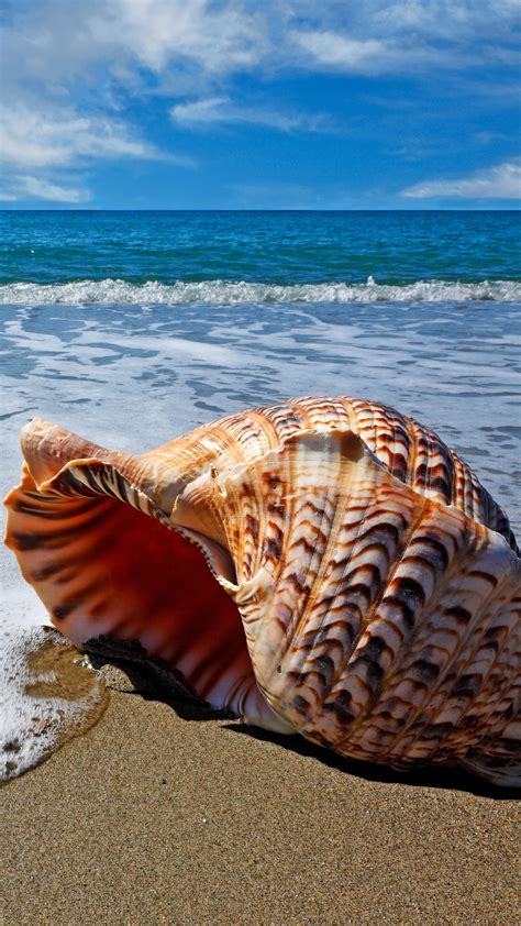 Sea Shell Wallpapers (39 images) - WallpaperCat