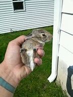 Image result for 2 Week Old Baby Rabbits