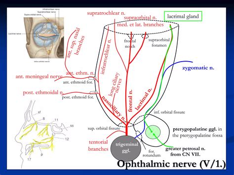 trigeminal nerve.ppt