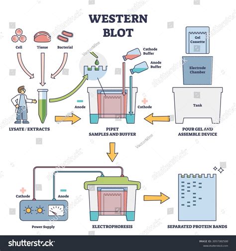 248 Western Blotting Stock Vectors and Vector Art | Shutterstock