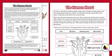 The Human Heart Reading Worksheet for 3rd-5th Grade