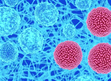 Understanding What Your Dog’s Tail Reveals About Its Mood & Emotions