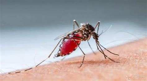 蚊子有秘功？科学家们怎么发现的？|电子|蚊子|X射线_新浪科技_新浪网