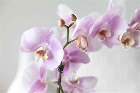 How to Get Orchids to Bloom and Rebloom