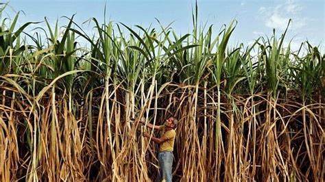 Maharashtra Cooperation Dept Drops 5 Cooperative Sugar Mills Associated ...