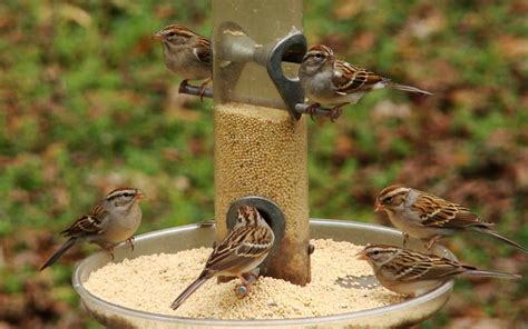 What Birds Eat Millet? A Backyard Birding Guide