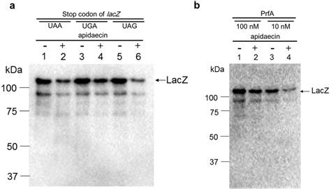 Image result for Alpha Complementation LacZ Assay