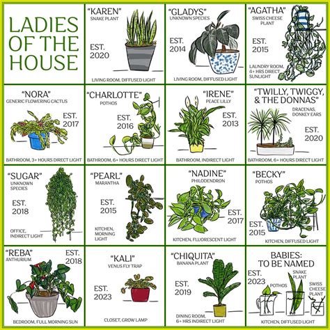 Different Types Of Indoor Plants The Best Common Tall House Plants For