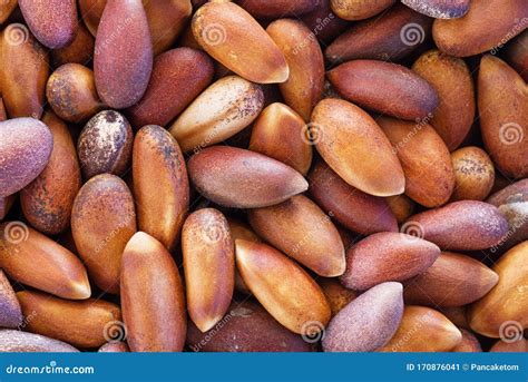 Pine Nuts in Shells stock image. Image of detail, shells - 170876041