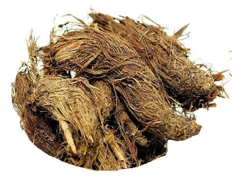 Buy Bhuwar® Musk root Jatamansi root Spikenard 150 grams Online at Low ...