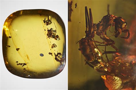 11 detailed photos of amber fossils from AMNH | Popular Science