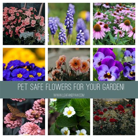 Cat friendly flowers and plants to brighten your home – Artofit