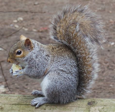 File:Squirrel eating apple.JPG - Wikimedia Commons