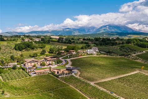 Cantina Zaccagnini Pinot Grigio Colline Pescaresi Dal Tralcetto, Italy ...