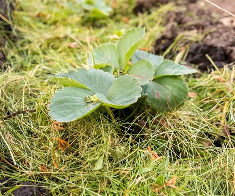 8 types of mulch for gardening success | Homes and Gardens